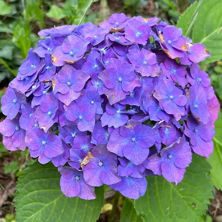 Chateau Mariande Estancarbon