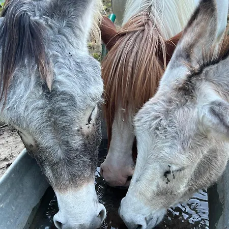 Oda ve Kahvaltı Chateau Mariande